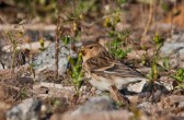carduelis_flavirostris_a.jpg